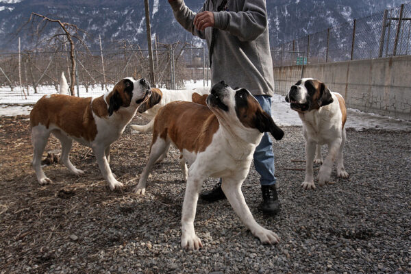 St. Bernard dogs were bred in the Alps to find their way through cold, deep snows to rescue lost and injured people. The earliest written records of the St. Bernard breed are from monks at the hospice at the Great St. Bernard Pass in 1707, with paintings and drawings of the dog dating even earlier. With the use of GPS and technical devices to track victims today, the dog is only a symbol of safety and loyalty. A few of the famed canines are a tourists’ attraction, and are well cared for by a foundation in Martigny, France.
