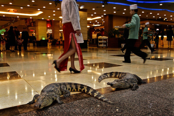 The Yumin Restaurant in Guangzhou is a huge, live reef fish restaurant employing 400 Chinese chefs that has live crocodiles on the floor of the mall-like area. The crocs’ mouths are taped shut, and they will be meals soon, but people just walk by, talking on their cell phones, not paying attention and tripping over live, hissing, charging crocodiles. The pricey, exotic meat—steamed, braised, or stewed—is believed to cure cough and prevent cancer. “People don’t care about the cost,” says manager Wang Jianfei, “they just care about health.”
