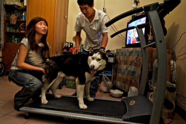 The dog on the treadmill is a Siberian Husky and Beijing police are starting another crackdown on large dog ownership. These folks are starting to train their pet on their friend’s treadmill because if they take it outside for a walk, they risk having it beaten to death in front of them by a Beijing policeman. Owners of big dogs (over 35cm) that live within the sixth ring in Beijing have an illegal pet. Many have purchased treadmills after the crackdown began when pets were pulled out of the hands of their crying owners. A group protested in front of the zoo because there was suspicion that some of the dogs were being fed to the tigers. The activists claim dog owners tried to take policemen to dinner to bribe them, but it did not work. They say the policemen sold some of the nice animals and sent the rest to the zoo.
