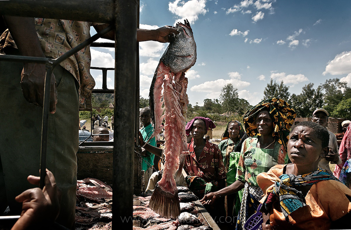Rotting Fish Carcass as Food for Africans