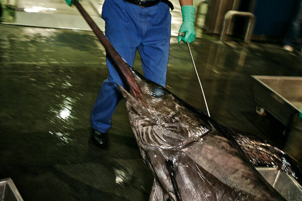 A swordfish is brought ashore in Vigo, Spain, one of the world’s busiest seafood ports, handling about 675,000 metric tons of fish a year. Lower stocks of commercial species such as Atlantic cod and hake have caused a steady decline over the past five years for Spain’s fleets, which receive the EU’s heaviest subsidies. Yet Spain’s—and Europe’s—appetite for fish keeps growing. The EU is the world’s largest market, taking in 40 percent of all imported fish, with a large chunk coming from developing countries. Spaniards consume a hundred pounds (45 kilograms) of seafood a year per person, nearly double the European average and exceeded only by Lithuanians and Portuguese.
