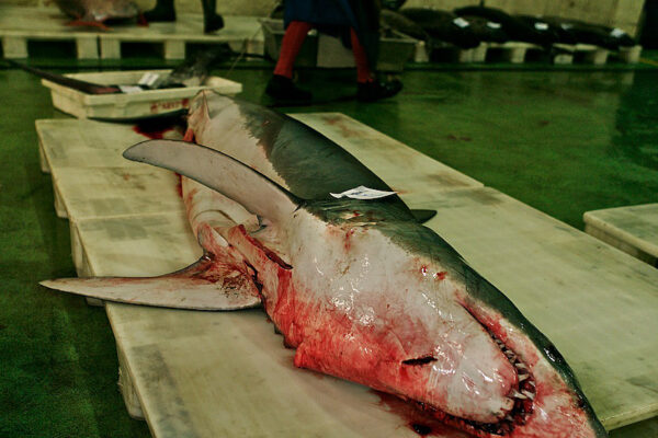 Vigo, Spain has the largest biomass fish shipping port in the world and it is the home of the first fish auction.  Swordfish and sharks are hauled in by heavy machinery and by hand. Both species are down to 10 percent of their historic numbers.
