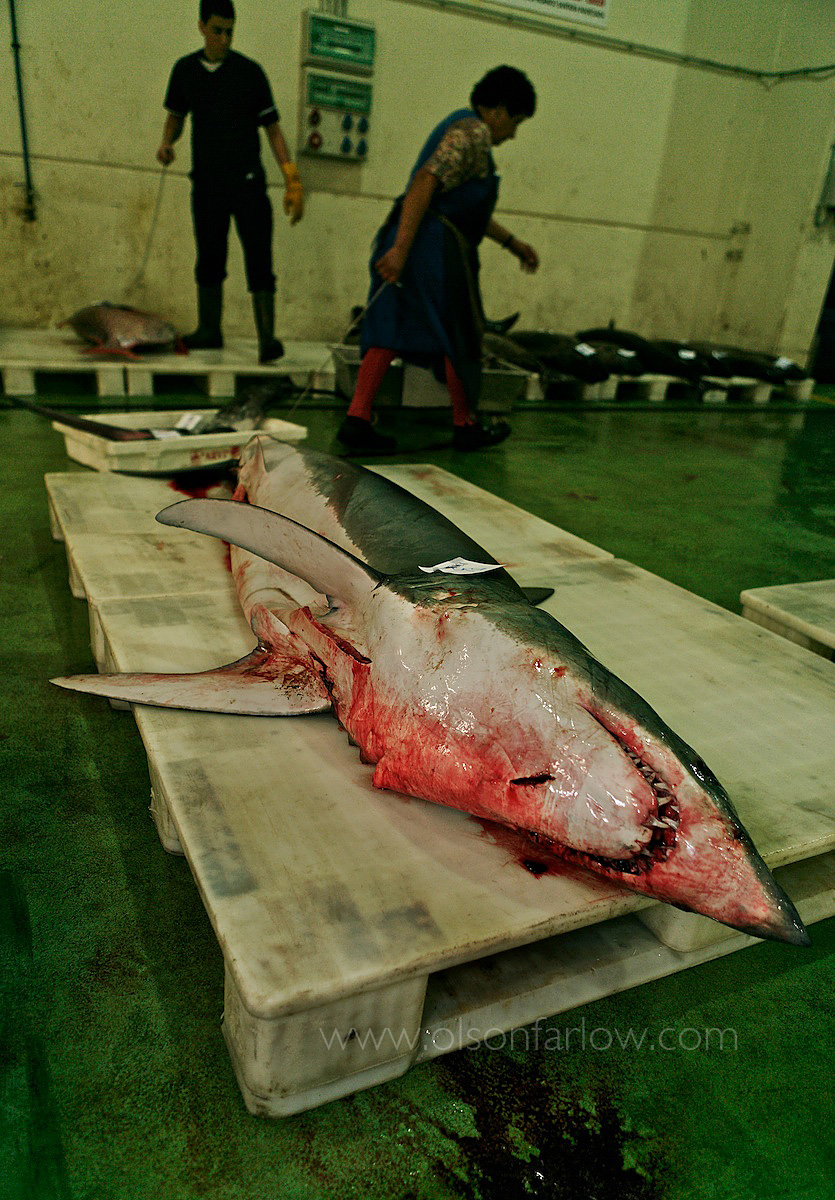 Bloody Dead Shark, Vigo Spain Fish Market
