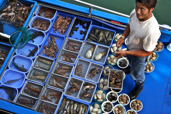 Dockside in Hong Kong’s Sai Kung district, customers choose seafood, which they take to nearby restaurants to be prepared for the table. Here, shellfish mingle with live reef fish. Divers capture live fish using cyanide or traps, leaving coral reefs devoid of valued species such as grouper, wrasse, and coral trout. The global trade may top a billion dollars a year, but little of the profit reaches the fishers, and coastal villages are left with depleted reefs. An increasingly affluent China, along with expatriate Chinese communities in the U.S. and elsewhere, are the primary market for exotic reef fish.
