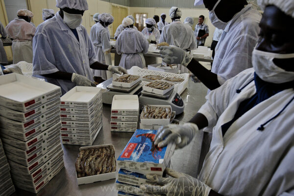 Senevisa fish processing plant in Dakar processes 4.5 tons of shrimp a day brought in from artisanal fishermen. The local market consumes only three percent of the production of this plant. The prime fish and cuttlefish leave this plant in Styrofoam fresh packs at 5pm in Dakar and are at the Paris Orly airport at 6am.
Fish follows the money – If the Japanese pay the most for cuttlefish then it is shipped there overnight.  Senevisa is the largest trawler/fish exporter working out of Senegal.  It is an honest company trying to do a good business.  They pay fair prices for the fish from the artisanal fishermen and ship overnight to Paris or freeze and send in containers by boat.  They opened up their entire operation to me… the captains showed me their log books, told me how much it cost to operate a factory trawler (about 2000 euros a day), told me how much they could make in a day (about 3000 euros a day).  But the problem is that this nutrient rich upwelling off the Senegalese coast that brings in so many fish from the Atlantic ocean is being exploited by so many people for so much protein, that it cannot last. And it affects so much of the ecosystem because there is a disproportionate amount of fish available in this area.  It is like the last of the great plains of Buffalo.  If the Japanese came to our wild west and slaughter tons and tons of buffalo and then shipped it overseas-even employed our people to help them in the slaughter, it would be a similar situation to what is happening in the ocean off the Senegalese coast today.
