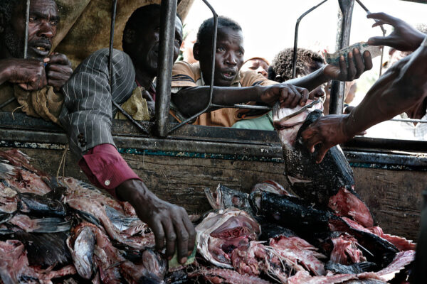 In villages between Lake Victoria and the Serengeti Ecosystem, truckloads of rotting fish carcasses are driven to the local markets and sold. The filets were cut off in the processing plants in Musoma and shipped to Europe overnight, and the Africans get only the bones. This is a cotton production area and these people have just sold their crops.  They have money to buy good food, but they don’t have the option to buy their own fish from their own lakes. This is only one example of the “protein drain” in Africa.
From Paul Salopek story, Fade to Blue:
In Senegal, fishers in hand-dug canoes have been plowed under by European trawlers. Indonesian gunboats now protect domestic fishermen by blasting foreign poachers out of the water. And bizarre cops-and-robbers chases have begun roiling even Antarctica’s remote seas: Last August, an Australian patrol boat pursued a sea bass pirate more than 4,000 miles across the bottom of the world. But the ultimate redoubt of the fishing wars–conflicts that northern consumers benefit from but hardly know exist–is the immensely long, untamed and vulnerable shoreline of sub-Saharan Africa. For decades, European, Russian, Japanese and Korean boats–both legal and piratical–have raked Africa’s rich continental shelves. Now China, a powerful new player in the world’s fish race, has steamed into the African battlefield.
