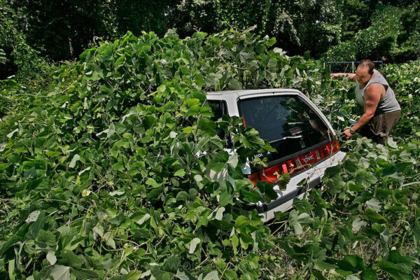 Jason Millsaps rips into a shroud of kudzu covering a car in his Georgia yard. Kudzu (Pueraria montana), a native of Japan, China, Taiwan, Korea, Vietnam, Thailand, the Philippines, and Pacific islands, was introduced into the U.S. from Japan in 1876 at the Philadelphia Centennial Exposition. It was promoted as ornamental and for animal feed, and first planted in Florida in the 1920s. It is now listed as one of the word’s top 100 invasive species.
From 1935 to the mid-1950s, farmers in the South were encouraged to plant kudzu to reduce soil erosion, and the Civilian Conservation Corps planted it widely for many years. Kudzu is tenacious, growing 60 feet annually. It infests 7 million acres throughout the southeastern United States. Kudzu forms a dense thicket of little use to wildlife and it crowds out other plants, disrupting the ecosystem. Its tuberous root habit makes eradication difficult.
“I’ve measured a foot a day,” says Daisy Millsaps, Jason’s mother. “It’s a never ending battle to keep it back.”
Nicknamed “the vine that ate the South,” in 1953 it was removed from the USDA’s list of permissible cover plants. But it was too late, and kudzu has become something of a southern icon.
Its ubiquity has had a profound effect on people who live near it, says James Miller, a weed scientist with the U.S. Forest Service in Alabama. “The story of kudzu is a story of resignation,” he says. “Some folks of the Southeast say, “We can’t do anything about invasives. After all, we haven’t been able to do anything about kudzu.’ But they are wrong. Many people are doing something to stop kudzu, and they are winning.”
The plant may have met its match with another invasive. An insect from Asia is spreading through the South devouring kudzu. But it doesn’t stop there. Biologists and plant geneticists say the resilient insect is feasting on soybeans, which will likely cause problems down the road in the agriculture industry.
