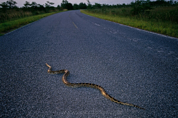 A Burmese Python slithers across a road before it is caught in Everglades National Park. One-time pets get too big and hungry for owners to handle and are “released into the wild.”
Fanciful legends of exotic snakes in the Everglades jungle have persisted since the late 1800s. South Florida officials were surprised when a 16-and-a-half-foot python was killed and cut open and inside was an intact, 76-pound deer.
In the 70s, a few Burmese python sightings were documented in the park. In the mid-90s, there were more reports. Nonnative Burmese pythons are a widespread problem and over 600 individual snakes have been captured since 2000. Everglades Park staff removed nearly 250 snakes in 2007 alone. Although native to Southeast Asia, the snake is established and breeding in the park. It can grow up to 20 feet and weigh 200 pounds. Hungry pythons prey on native wildlife including raccoons, rabbits, bobcats, and many birds, causing a disruption of the natural food chain and potentially serious impacts to the ecosystem.
New regulations were passed in Florida in June 2010 banning owership of some species that includes the Burmese python, Nile monitor lizard, reticulated python, green anaconda, and African rock python.
 
