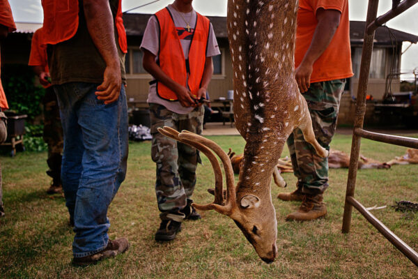 Skilled hunters bagged several elusive Axis deer on opening day of hunting season on Lanai, the sixth largest of the Hawaiian Islands. Axis deer were a royal gift to the islands in 1868 from Hong Kong. Five were brought to Maui in 1959 for hunting and now there are 10,000 eating their way through Hawaii’s native plants. They can be found on several islands and are proliferating without the pressure of predators.
Opinions are sharply divided on managing axis deer. A fence was built around endangered plants on Haleakala National Park to protect them from the deer, and the deer are hunted in an effort to eradicate them within the fenced area. And guiding hunters is a good source of income for locals.
