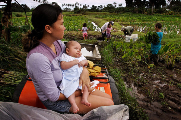 A family works in their taro patch on the island of Maui. Their crop is being devastated by the impact of the invasive apple snail eating the tender stems of the plant which is a staple among native Hawaiians.
A native of South America, the Channeled Apple Snail (Pomacea canaliculata) was introduced to Taiwan, the Philippines, and other countries in Southeast Asia in the late 1970s and early 1980s as a food item. The culinary demand for the species did not materialize and it was not long before the apple snail escaped captivity and spread, decimating rice fields of Southeast Asia, particularly the Philippines.
The species was introduced in Hawaii in 1989 where it damages taro (elephant ear) and rice crops. The apple snail is listed on the world’s top 100 worst invasive aliens.
