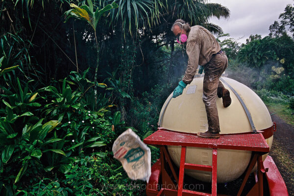 The community of Pahoa, south of Hilo in Hawaii, bought a 10,000 gallon sprayer to coat the jungle in their backyards with hydrated lime which they hope will curb the number of Coqui frogs. The Coqui—much revered in its native Puerto Rico—was first imported on plant material. It is the size of a quarter and has a chirpy call with a decibel level equal to a lawnmower. It is listed on the top 100 of the world’s worst invasive aliens.
Eleutherdactylus coqui was able to quickly adapt to Hawaii from its native Puerto Rico and reach unprecedented numbers because of the absence of predators. Its noisy mating behavior has made the Coqui frog the target of government and community eradication and control efforts.
