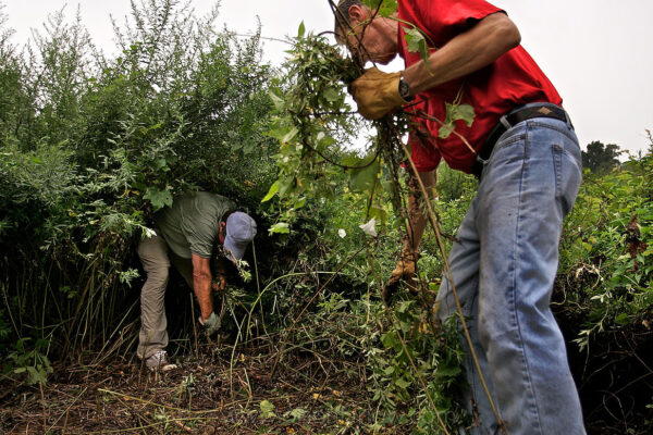 Neighbors clear weeds from the Guggenheim School Preserve in Port Wasington, New York, joining an effort to preserve wild and natural places to use them for environmental education.
Non-native  plants are opportunistic when competing with native fauna and flora. Ecosystems go out of control when the balance is upset by plants with fast growth becoming established in disturbed areas. It takes continued restoration efforts to reverse the ecological impacts.
