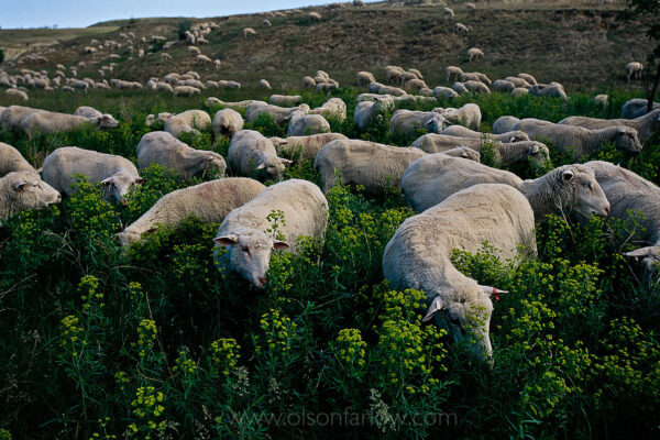 Sheep chomp through a field of yellow-flowered leafy spurge in North Dakota, where ranchers attempt to control the plants’ spread by moving a flock into a field to mow it to the ground. Leafy spurge made the listing of the world’s top 100 worst invasive aliens as a noxious weed that infests more than five million acres in the U.S and Canada. It drastically reduces rangeland productivity, native plant diversity, wildlife habitat, and land values.
Native to Europe and western Asia, leafy spurge (Euphorbia esula), was introduced into the western U.S as a seed contaminate in the late 1800s.
The Eurasian weed contains latex, is poisonous to some animals, and causes burning sensations in the mouth for cattle and cows. Sheep, however, flock to eat leafy spurge like it’s a salad bar.
It is a woody plant and it’s bright yellow flower brackets appear in the spring. Its roots can reach depths up to 15 feet with a lateral spread of up to 35 feet. Seed capsules open explosively, dispersing seeds up to 15 feet which can then live in the soil at least seven years. Even if the foliage is destroyed, the roots will regenerate new shoots. Herbicide and biological controls show some results at curbing the plant.
