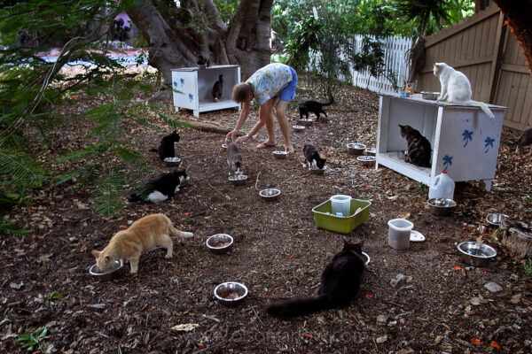 A woman puts out food for feral cats in her neighborhood. Soft-hearted volunteers care for homeless felines in the Florida Keys, where one veterinarian estimates their population at more than 10,000. It is estimated that there are tens of millions of feral cats in the U.S. making them one of the top 100 of the world’s most invasive aliens.
The impact of domestic cats on wildlife is a centruy-old debate, but they are predators to a winnowing songbird population.
The American Society for the Prevention of Cruelty to Animals endorses a Trap-Neuter-Return program to manage feral cat colonies.
