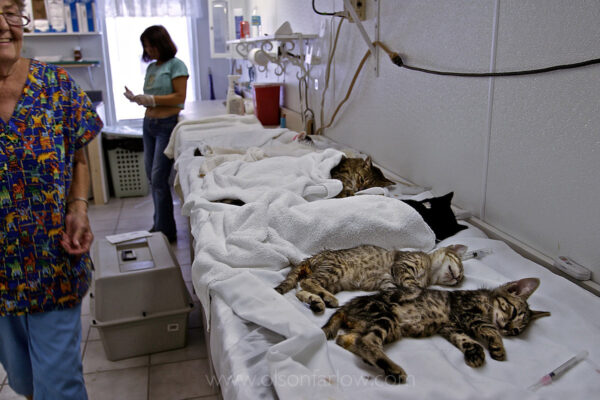 After surgery, cats are lined up in beds until they wake up from anesthesia under the watchful eye of workers.  Homeless felines find compassion at Caring for Cats, an all volunteer, no-kill shelter and foster network for cats and kittens in Florida.
Feral cats are trapped, spayed or neutered, vaccinated, tested for feline AIDS and leukemia. Their left ear is clipped to show they’ve been processed. They are adopted or released back into the wild and fed by volunteers.
Feral cats can have a devastating effect on the songbird population.
It is estimated that there are tens of millions of feral cats in the U.S. that have been abadoned or lost in the wild, which is why they top the world’s 100 worst invasive alien.
