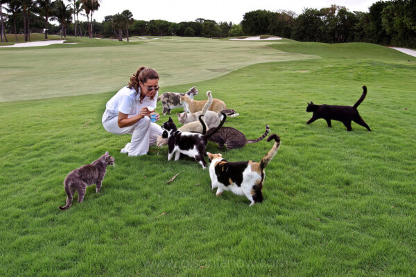Felines flock to a golf course feeding at Ocean Reef, a private community that provides veterinary care to help curb the number of feral cats in the Florida Keys.
ORCAT is Ocean Reef’s Trap-Neurter-Release program that began in the 1980s when the area had a serious cat overpopulation problem and 2,000 cats lived on the island’s four square miles. Today it is recognized as a successful model with the number of feral cats down to around 350, 100 of which reside at the Grayvik Animal Care Center.
Elsewhere, the feral cat has not been tamed and was named one of the 100 of the world’s worst invasive species.
