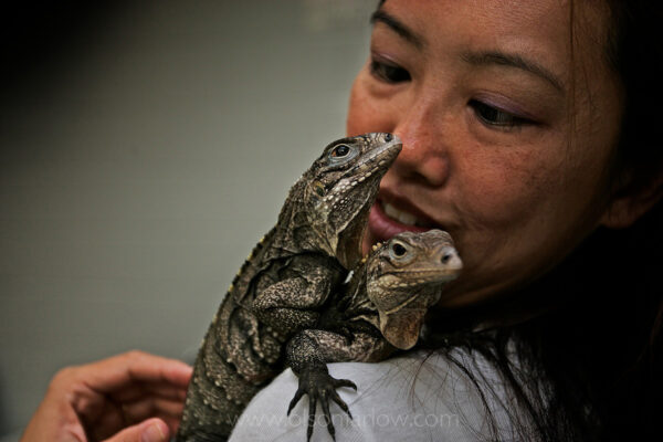 A woman holds two Ciman rhinocerous iguanas outside the Save the Carribean Iguana booth at the National Reptile Expo in Dayton Beach, Florida. Reptile shows are held by the pet industry to sell to collectors and to inform the public about unusual animals.
Cyclura cornuta is a threatened species of lizard found on the Caribbean island of Hispaniola, Haiti, and Dominican Republic. It grows up to 4 ½ feet long and is characterized by the growth of prominent, bony tubercles on the snouts, which resemble horns. The most common species of Cyclura kept in captivity, only 10,– to 15,000 survive in the wild. Captive breeding programs work to continue the species. Convention on International Trade in Endangered Species (CITES) considers the reptile a protected animal.
