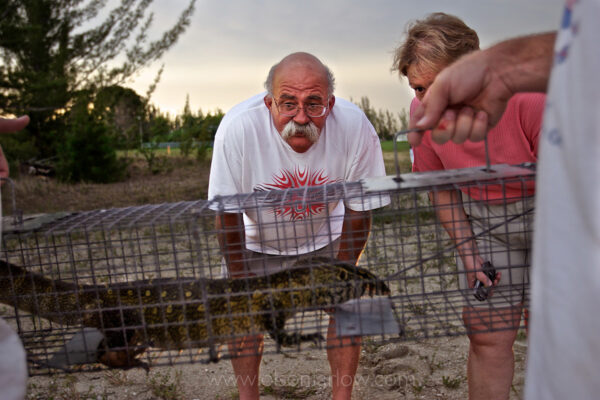 Coral Gables residents gaze in wonder at a four-and-a-half-foot Nile monitor lizard captured near their home in Florida. Imported from Africa as pets, the reptile can grow to more than seven feet long, way too big and feisty for the average owner to handle. “They are horrible pets,” says Todd Campbell, the University of Tampa ecology professor who trapped this lizard. “They have a high propensity toward being aggressive and untameable.” They have razor-sharp claws and teeth, and a nasty temperment. As a result, many are “released into the wild” and end up in the canals behind suburban homes where they breed and prey on native birds, small terrestrial manmmals, and other reptiles.
Approximately 100 lizards were trapped and the contents of their stomachs were analyzed, revealing that they also feed on dogs and cats.
New regulations were passed in Florida in June 2010 that ban some species from ownership including the Burmese/Indian python, reticulated python, green anaconda, Nile monitor lizard, and African rock python.
