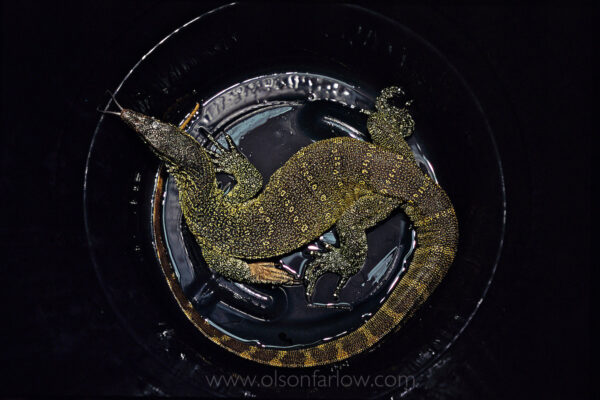 A Nile Monitor lizard awaits its fate after capture. Nile Monitors were originally brought to this country from their native habitats in southern and central Africa as part of the exotic pet trade. They have long been available in Florida pet stores, thanks to liberal State laws concerning the importation of exotic species. Their introduction into the wild is most likely due to escapes or intentional releases by owners who could no longer handle them. Known for their sharp teeth and bad tempers, Nile Monitors may grow to over seven feet long and are excellent swimmers.
In the early 1990s, reports started surfacing concerning the sightings of gigantic, monster-sized lizards in the Cape Coral area, a burgeoning development community of 400 square miles of waterways, home sites, and undeveloped land.
Monitors eat birds, turtles, and reptiles but analysis of the stomach contents of trapped lizards showed that they also feed on dogs and cats.
New regulations were passed in Florida in June 2010 that ban some species from ownership including the Nile monitor lizard as well as the Burmese/Indian python, reticulated python, green anaconda, and African rock python.
 
