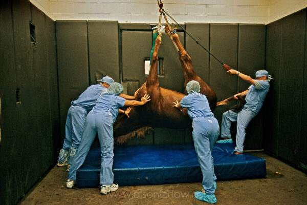 A 1,000-pound patient is moved into a mat after receiving surgery at famed Rood and Riddle Equine Hospital.  The facility is respected throughout the world for innovative and skilled treatment for horses including surgery, internal medicine, advanced diagnostic imaging, a specialized Podiatry Center and specialized Reproductive Center. Thoroughbred horses are like high-powered human athletes and sustain repairable injuries that can keep them racing.
