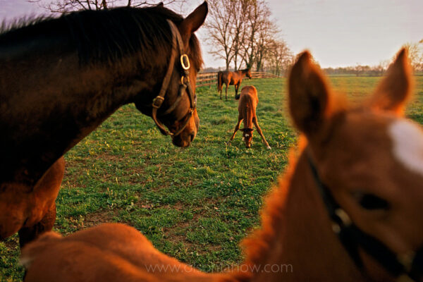 Thoroughbred foals are fitted with a halter and put into a paddock with their mothers on the first day they are born.  Mares and foals typically stand in close proximity to each other during the first days and weeks of life. They spend time with other mares and foals learning to socialize while grazing on dandelions, sweet clover and the bluegrass of Kentucky.
Photograph of thoroughbred horses was published in National Geographic magazine’s feature article on Kentucky Horse Country.
