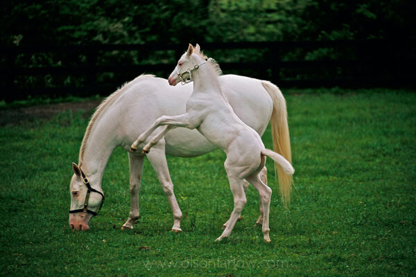 A rare gene produces all white horses on Patchen Wilkes Farm.  Patchen Beauty foaled the first white colt in the family, The White Fox.  The young foal plays while his mother grazes. He is the 16th non-albino white thoroughbred to be registered with the studbook of the Jockey Club in the more than 1.7 million horses registered.
The mare and foal descend from the first non-albino white thoroughbred horse registered in 1963—White Beauty—a filly that belonged to Herman Goodpaster. White Beauty produced several alabaster white horses including Patchen Beauty who won two races before becoming a broodmare.
Photograph was the last picture of the layout in a National Geographic magazine article on Kentucky Horse Country.
