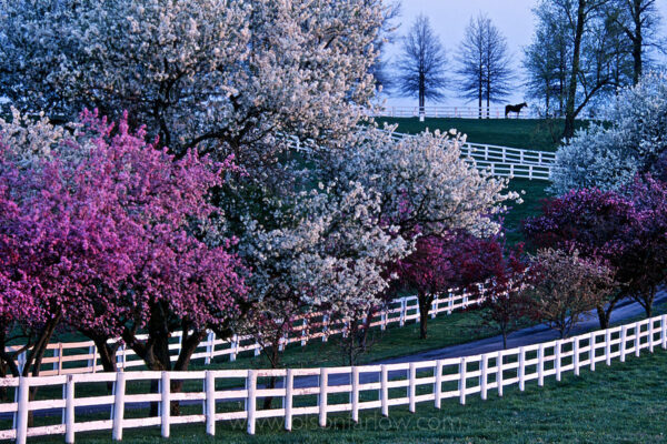 Flowering crab apple and blossoms from cherry trees burst with spring colors along the white fences on Manchester Farm, making an idyllic setting on the bluegrass horse farm near Keeneland Race Course in Lexington, Kentucky. A lone thoroughbred stallion stands at the edge of the pasture viewing other horses in nearby pastures. The allure of the Bluegrass Region is partly because of it’s picturesque backdrop–almost designed to perfection like a movie set.
