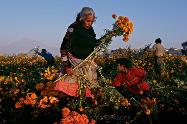 Fields full of yellow flowers are cultivated to decorate altars and graves for the Day of the Dead celebration in Mexico.  A grandmother works picking flowers with her family under the smoking volcano Popocatepetl in nearby Atlixco, flower capital of Mexico.
