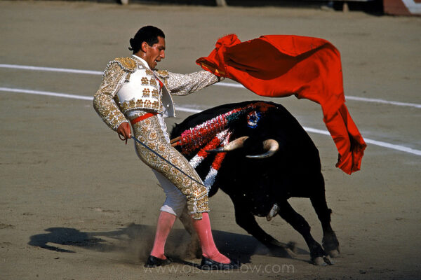 A Spanish costumed matador narrowly escapes a bull’s charge in the historic Plaza de Acho ring in Lima.  Toreodors execute formal moves which can be interpreted to connect and inspire the crowd.  Armed with a red cape and sword, the matador planted sharp barbed sticks in the bull’s shoulders to anger and yet weaken the bull. In the final stage of the fight, the toreodor attracts the bull in a series of passes, manuvering him into to position to stab him in the heart. Manuvers are performed at close range where timing is crucial in the “fight to the death” ceremonial killing of the bull. 
Bullfighting traces its roots back to prehistoric animal sacrifice.  Proponets of bullfighting argue it is a cultural tradition and art form while opponents advocate it is a blood sport that is cruel to the animal.  The October Festival of Bullfighting is to honor the Lord of Miracles in Peru.
 
 
 
