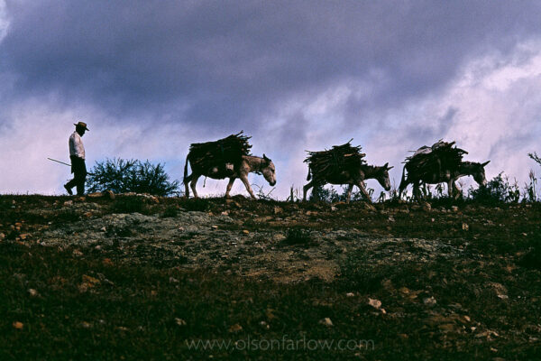 A worker follows his donkeys loaded with firewood to a mescal factory in rural Oaxaca. The region is where 80% of the mescal made in Mexico. Workers harvest the Maguey plant and bury it with dirt placing it in an oven with hot rocks for 36-48 hours. The burned plant is milled with a horse pulling a heavy stone. It is fermented 8-10 days and the manager plays classical music to help the process. It is distilled twice to be about 70% alcohol and stored for 3-6 months.
 
