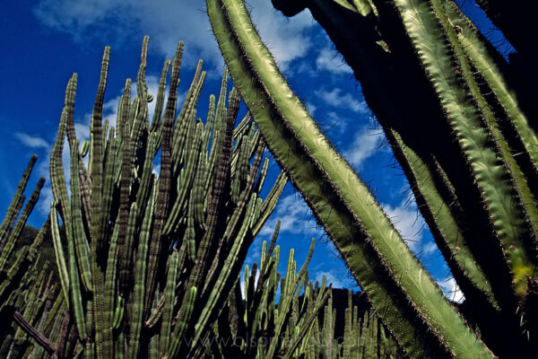 Cactus forest in the Southern Highlands of Mexico, where massive candelabras of Myrtillocactus geometrizans thrive in the arid region of mountains, plateaus and valleys, outside of Oaxaca. The plants can grow up to 16.5 feet tall with dense growth producing a blueberry-like, edible fruit.

