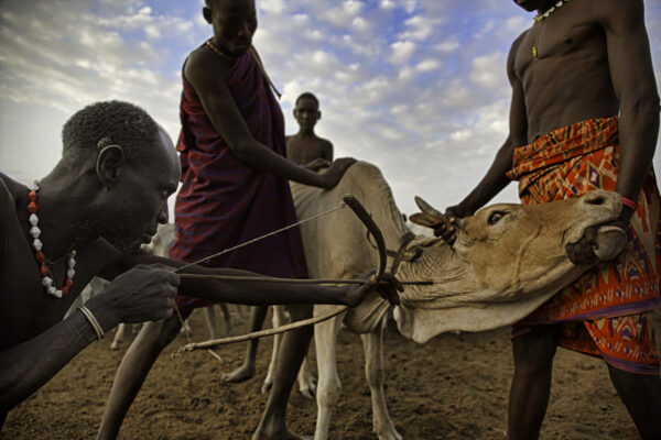 Cow blood, milk, and sorghum keep people alive. The Nyangatom or Bume are pastoralists who keep their livestock in boma-like, thorn-fenced corrals.  They shoot their cows with an arrow and collect the blood which they sometimes mix with milk. It is a major source of protein in the Omo River Valley in Ethiopia.
