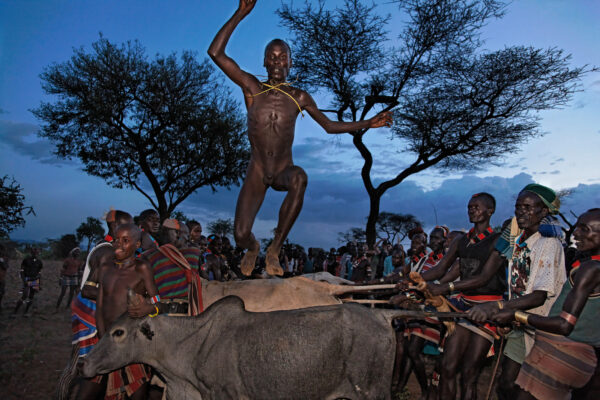 Mazes line up to jump bulls in a manhood coming of age ceremony. A leap into the air and this man successful completes the ancient ritual passed down many generations in the Omo River Valley in Ethiopia.  Male friends and relatives hold the animals in place as the jumper runs along their backs. Afterward, the young Hamar man must adhere to a strict diet including blood, milk, and honey until he marries.
