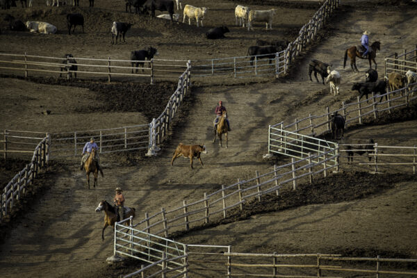A steer is coaxed into its pen at a feedlot near Garden City, Kansas. Sparse population, a semiarid climate, and abundant groundwater turned the southern High Plains into the world’s feedlot capital. A single quarter-pound hamburger requires about 460 gallons of water to raise and process the beef.
In the High Plains, water is about corn and corn is about beef. The feedlots will exist after the water dwindles although grain will be brought in from outside areas. Texas ranks first with the highest number of cattle on feed followed by Kansas and Nebraska.In rough terms–there’s a 1000 feet of water left under Nebraska, 200 feet under Kansas, and about 30 feet under Texas. If all the cows are put on one side of a scale and humans on another, there are 2.5 times more cattle than people. 
Beef compared to other meats:  Five times the global warming contribution per calorie, 11 times more water, and 28 times as much land. Eating a pound of beef has more climatic impact than a gallon of gas. “When you add it all up, it comes up to about 14.5 percent of greenhouse gas comes from the animal agriculture sector. That’s bigger than all transportation combined,”  James Cameron 
 
