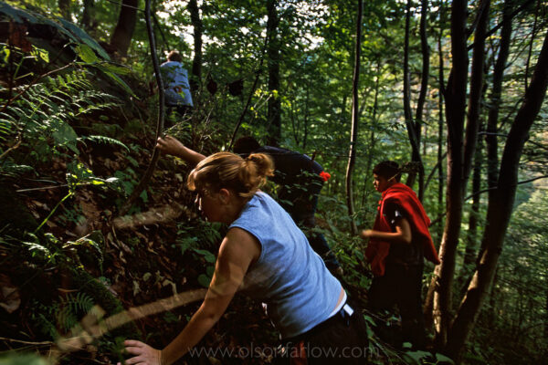 A family climbs into the woods to hunt ginseng that can bring up to $500 a pound for the root that is used for a wide variety medicinal purposes from the common cold to cancer.
West Virginia has some of the world’s most biologically diverse forests, and people fear that as more woodlands are cut for mining, ginseng will become increasingly rare.
American ginseng, a long-lived herbaceous perennial, is an important forest resource in West Virginia. It exists in all 55 counties in the state, but is established in cool, moist forests with well-drained loamy soils and protection of a thick tree canopy and shrubs.
Ginseng sales produce $5 million to $6 million each year, an important income supplement in the southern coalfields and rural communities. According to the West Virginia Encyclopedia, the Division of Forestry records indicate an average annual root harvest of nearly 20,000 pounds.
http://www.wvencyclopedia.org/articles/2112
