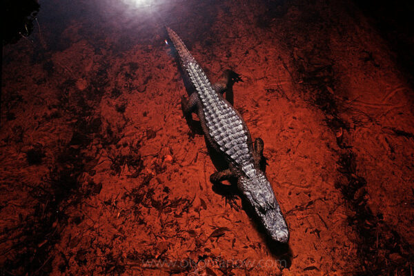 An American alligator suns in the shallow, tannin-rich waters of the Okefenokee National Wildlife Refuge in Georgia. The mahogany-red hue of the water which, when reflective looks like black coffee, is caused by the acid released from decaying vegetation.
An adult alligator can reach 8–12 feet in length and weigh 400 to 500 pounds. The primitive reptile was nearly hunted to extinction for sport and for its leathery hide, which is used for shoes and purses.
Established in 1937, the Okefenokee National Wildlife Refuge protects the waters, wilderness, and wildlife of the 402,000-acre Okefenokee Swamp.
