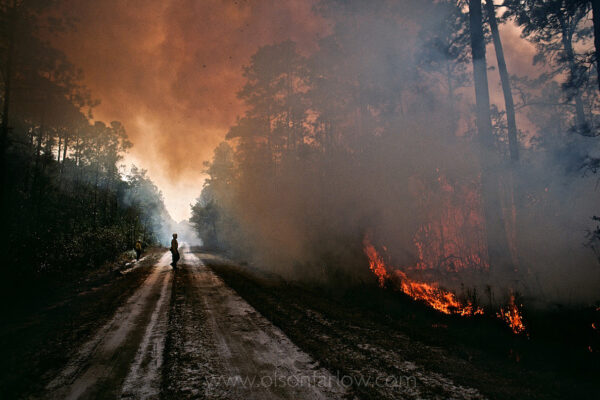 Fire fighters carefully watch flames and smoke from a prescribed burn set in the Okefenokee National Wildlife Refuge. Controlled fires in the swamp help reduce the thick undergrowth in the jungle-like environment. Lightening strikes from frequent summer storms cause wild fires, which can spread to private land.
The Okefenokee Swamp is a boggy, unstable wilderness in southern Georgia commonly known as “Land of the Trembling Earth.” More accurately translated, “Okefenokee” means “waters shaking” in Hitchiti, an extinct dialect in the Muskogean language family spoken in the Southeast by indigenous people related to Creeks and Seminoles.
Established as a National Wildlife Refuge in 1937, the 402,000-acre Okefenokee is the oldest well-preserved, freshwater marsh in the U.S., the largest peat-based “blackwater” swamp in North America, and one of the largest in the world.
