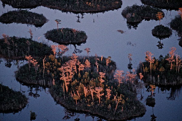 A mysterious aura surrounds the Okefenokee, wilderness of a boggy, unstable land in southern Georgia commonly known as “Land of the Trembling Earth.” More accurately translated, “Okefenokee” means “waters shaking” in Hitchiti, an extinct dialect in the Muskogean language family spoken in the Southeast by indigenous people related to Creeks and Seminoles.
The name refers to the gas that forms as submerged vegetation decomposes and bubbles up from the bottom of the swamp. Plants begin growing and clump together to form spongy little islands. The effect of walking on this unstable land is commonly joked about as allowing one to dance with a tree of similar weight.
Established as a National Wildlife Refuge in 1937, the 402,000-acre Okefenokee is the oldest well-preserved, freshwater marsh in the U.S., the largest peat-based “blackwater” swamp in North America, and one of the largest in the world.
