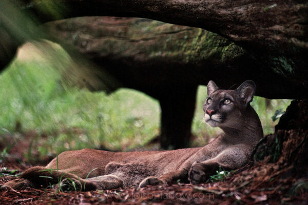A Florida panther lies under a fallen tree, keeping on eye on his surroundings. Few survive in the forests and swamps of southern Florida. The species is also known as the cougar, mountain lion, and puma, but in Florida it is exclusively known as the panther.
The Florida panther currently has only two natural predators—alligators and humans. The highest causes of mortality for Florida panthers are automobile collisions and territorial aggression between panthers, but the primary threat to the population as a whole is loss of habitat.
Efforts to save the endangered Florida panther, which number between 80 and 100 according to Defenders of Wildlife, are being made at the White Oak Conservation Center in Florida. Located along the St. Marys River, the center spans 600 acres and is surrounded by 6,800 acres of pine and hardwood forest and wetlands.
Established in 1982 by philanthropist Howard Gilman, White Oak Conservation Center maintains genetically diverse populations of threatened species in spacious, natural facilities. According to the White Oak web site description calls it a “complex of research, husbandry, education and conference facilities,” which “leads professional efforts to improve veterinary care, develop holistic animal management techniques, and better understand the biology of critically endangered species. “
