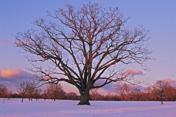 A stately oak tree stands in the snow-covered grand meadow of Delaware Park in Buffalo, New York.  A symbol of strength and endurance, the oak can live 500 to 600 years and grow up to 100 feet if left undisturbed.
Frederick Law Olmsted, America’s first and greatest landscape architect, planned the city’s system of six major parks and connecting parkways representing one of his largest bodies of work. Listed on the National Register of Historic Places, the system comprises seventy five percent of the city’s parkland.  During the 1901 Pan American Exposition, Buffalo was celebrated not only as the City of Light, but the City of Trees.
