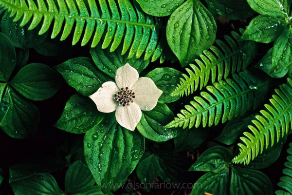 White petals of bunchberry are framed by delicate ferns just inches from the forest floor. The plant, a member of the dogwood family, is dotted with drops of water from a spring rain.
The lush sanctuary of temperate rain forests in the valleys of Quinault, Queets and the Hoh, receive 12 feet of rain a year. Seldom does the temperature drop below freezing in the rain forest, and summertime highs rarely exceed 80 F in Olympic National Park.
