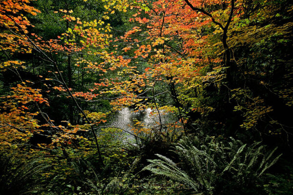 Autumn hues of vine maples are reminiscent of an impressionist painting along the Sol Duc River in Olympic National Park. The river draws fishermen enticed by such species as Coho salmon, which fight through rapids, swimming more than 50 miles upstream to their spawning grounds. The park is more than 900,000 acres of three diverse ecosystems including mountains, temperate rain forest and Pacific coastline.
