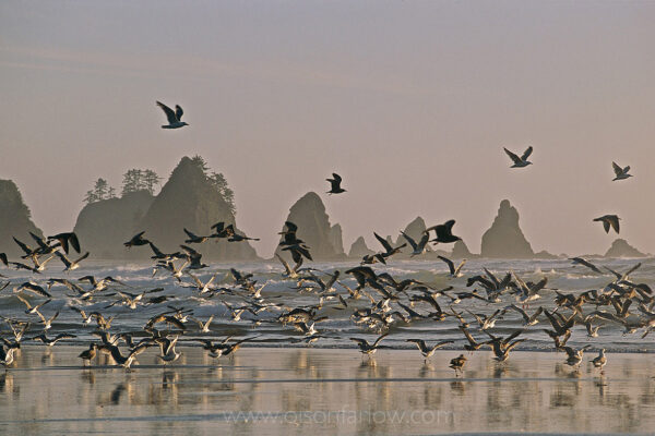 Western gulls circle the empty coast on Shi Shi beach that is known for it’s rocky sea stacks in Olympic National Park. Among the other coastal birds are bald eagles and rhinoceros auklets that feed and nest in offshore trees.
Northwest hikers have consistently rated Shi Shi as one of the region’s most beautiful beaches. Wilderness permits are required for camping.
One of the last additions to Olympic National Park, Shi Shi Beach’s inclusion in 1976 was met with a fair amount of resistance. Abutting landowners had to be convinced to allow public access. Land developers had to be discouraged from turning the area into an enclave of second homes.
