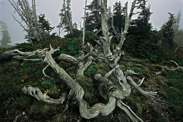 A harsh landscape is revealed between Obstruction Point and Hurricane Ridge as frequent assaults by cold, snow and wind can turn a tree into a bleached and tortured sculpture.
Much of the sub-alpine area of Olympic National Park is accessible in summer after the 30 feet of snow melts, and visible when not shrouded in heavy fog. Olympic is one of the wildest places remaining in the contiguous United States.
