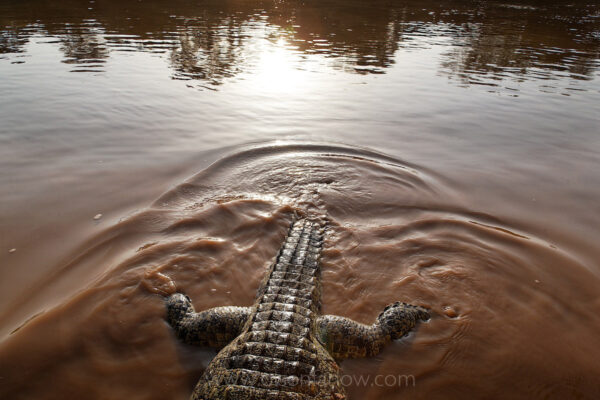The Omo River is full of crocodiles. The Nile crocodile (Crocodylus niloticus) is prevalent in the Omo River Valley, can grow to 20 feet long and live up to 80 years. It is a freshwater species. 
We were taking the boat to Labuk village when we saw one crocodile dragging another dead one in the water.  As we approached, it tried to drag it’s prize underwater but failed and left it behind. It may have been shot, but it was hard to tell because the piece where the wound might have been was ripped off by the other croc.  As I was photographing, Shaka fish (Karo name for Catfish) measuring a meter long, started eating the bottom of the dead croc. The movement in the water is from the shaka fish tugging pieces off of it from the bottom.
