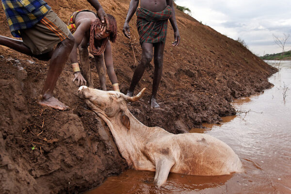 Tribes count on the Omo River as a water supply for themselves and their animals.  But the mud on the bank is slippery, and periodically an animal can’t get back up the bank, and floats downstream.  These men were bathing when a hysterical woman showed up pleading for them to help her recover her cow. 
