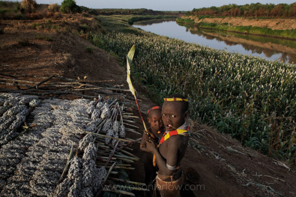 Above fields of sorghum, girls chew sweet stalks after laying out seeds to dry. Annual flooding not only helps farmers grow food but also renews grazing lands for herders’ livestock. A ten-day, artificial flood has been proposed to mimic the natural cycle once the dam is completed—a remedy critics say is inadequate.
The thick black earth resulting from deposits of floods can sustain two or three crop rotations until there is another flood. The amount of water contained in the mud cannot be duplicated with irrigation. This family is harvesting sorghum in the Karo village called Labuk.  Karo are sedentary agriculturists who practice flood recession agriculture on the banks of the Omo River in Ethiopia.
