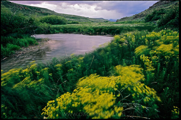 Stormy winds blow flowering leafy spurge near the water’s edge. The invasive plant has become the bane of western ranchers as it spreads quickly into rangeland, taking over native grasses and sickening cattle that eat the foliage.
Unlike most of the federal estate, Bureau of Land Management lands are often intertwined with private lands. On Medicine Lodge Creek in eastern Idaho, the river bottom is private, the hills publicly owned.

