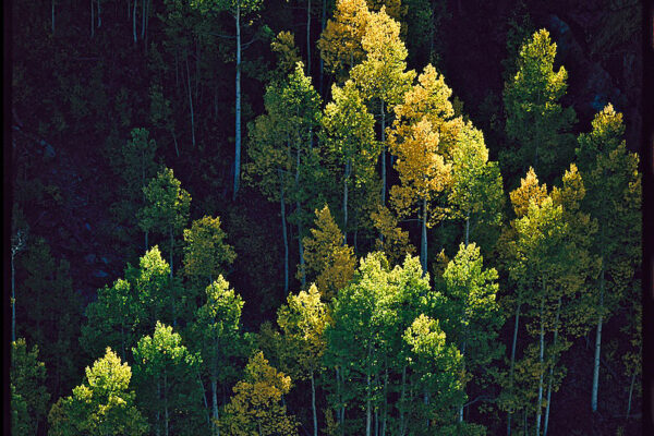 Aspens gild the slopes of the San Juan Mountains in Colorado on an early autumn morning in Bureau of Land Management terrain that includes 14,000-foot peaks.
Aspens are native to cold regions with cool summers and grow in large clonal colonies, derived from a single seeding and spreading by root suckers. Individual trees can live for 40–150 years, but a root system can survive thousands of years, sending up new sprouts as older trees die off.
Public lands are in the perfect environment for aspens to spread, however, in the urban landscape they are short-lived trees that are affected by numerous insects and diseases.
