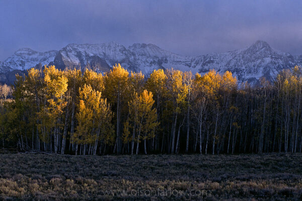 Evening sun kisses the tops of aspens as fresh snow arrives on the peaks of the San Juan Mountains near Ouray, Colorado.
The landscape of the Rocky Mountains is renowned for an amazing display of fall colors that last only a week. Catching a view of the aspens’ golden colors at the peak of the season can be a stroke of luck. The brightest autumn colors are produced when dry, sunny days are followed by cool, dry nights.
Aspen propagate primarily by sprouting from an expanding root system, which creates groups of trees, or clones, ranging in size from several trees to many acres. These clones are genetically identical.
 
